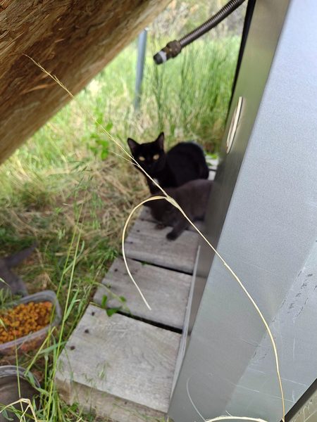David's cat